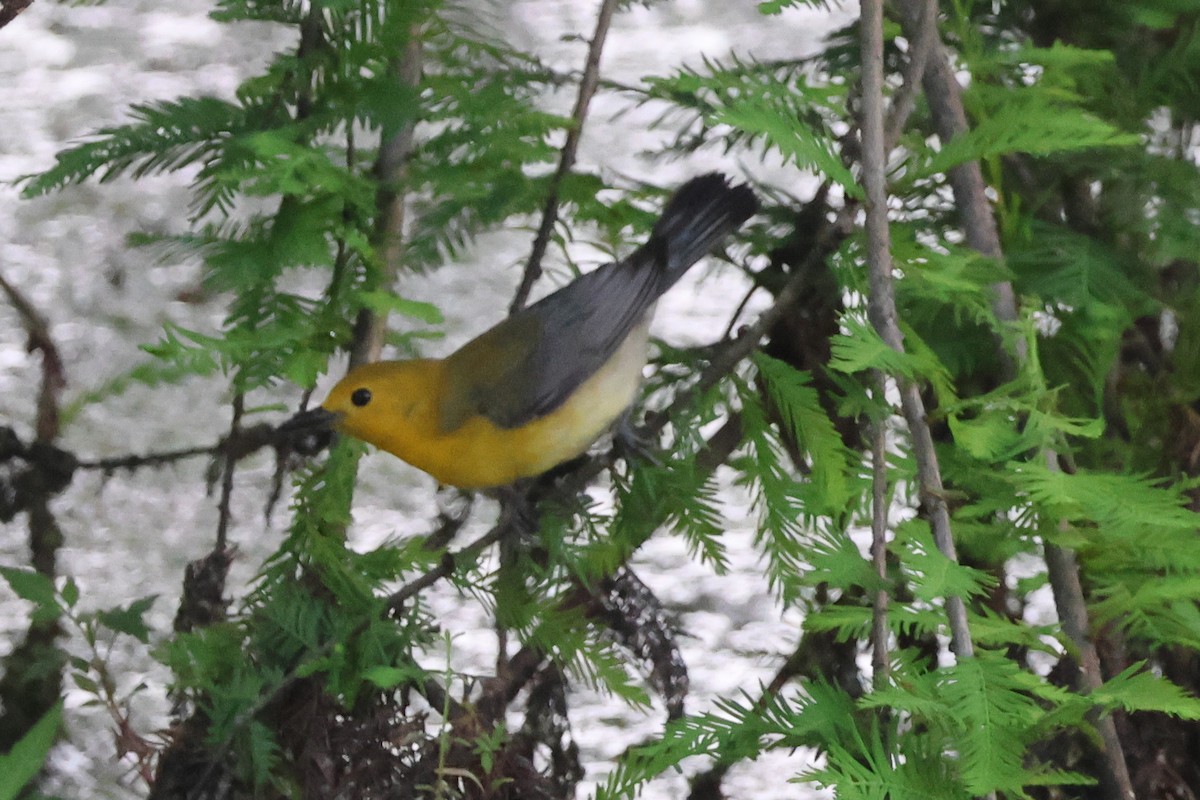 Prothonotary Warbler - ML636721732