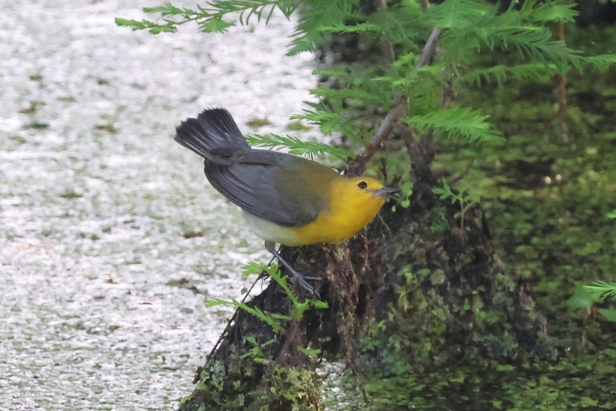 Prothonotary Warbler - ML636721733