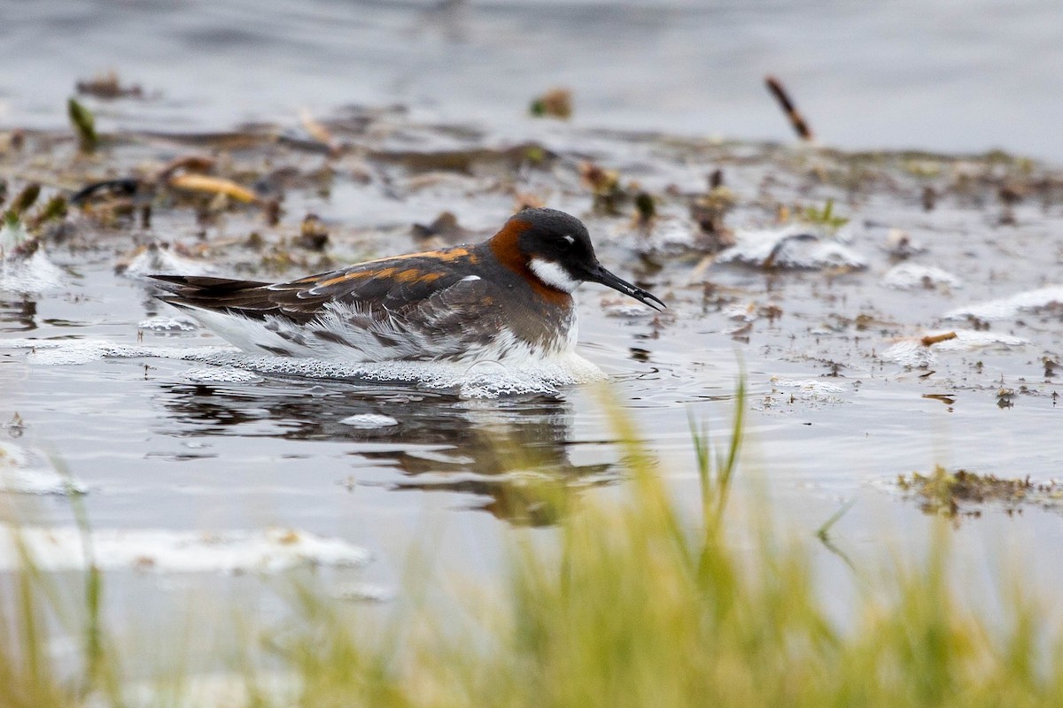 Red-necked Phalarope - ML636721806