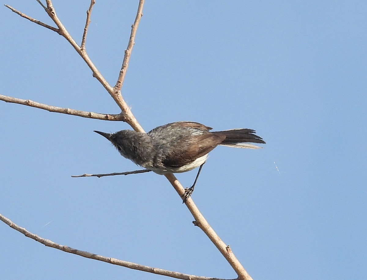 Blue-gray Gnatcatcher - ML636721820
