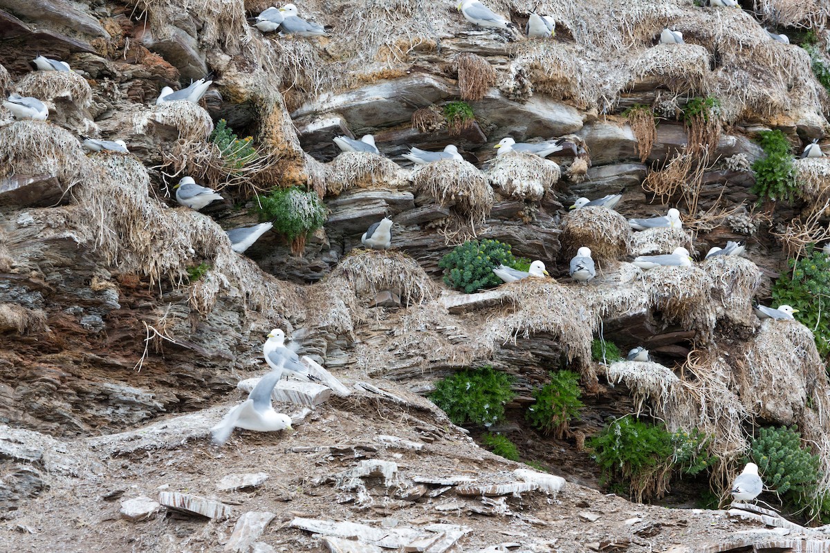 Black-legged Kittiwake - ML636721829