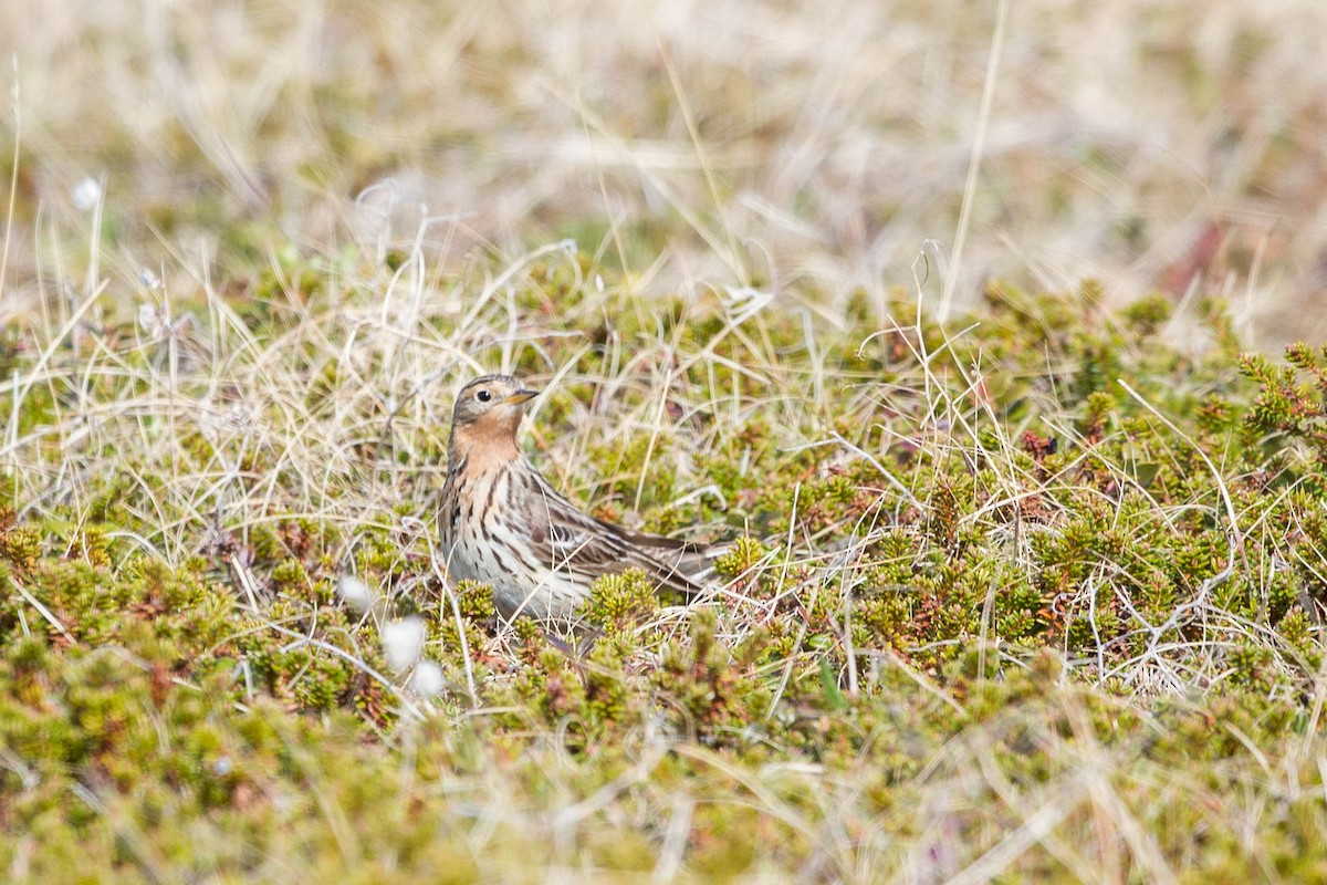 Red-throated Pipit - ML636721836