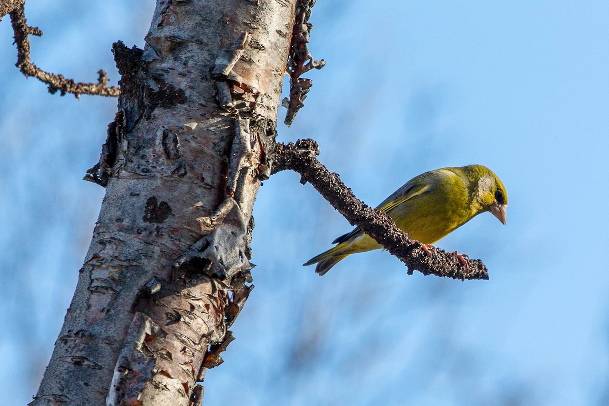 European Greenfinch - ML636721846