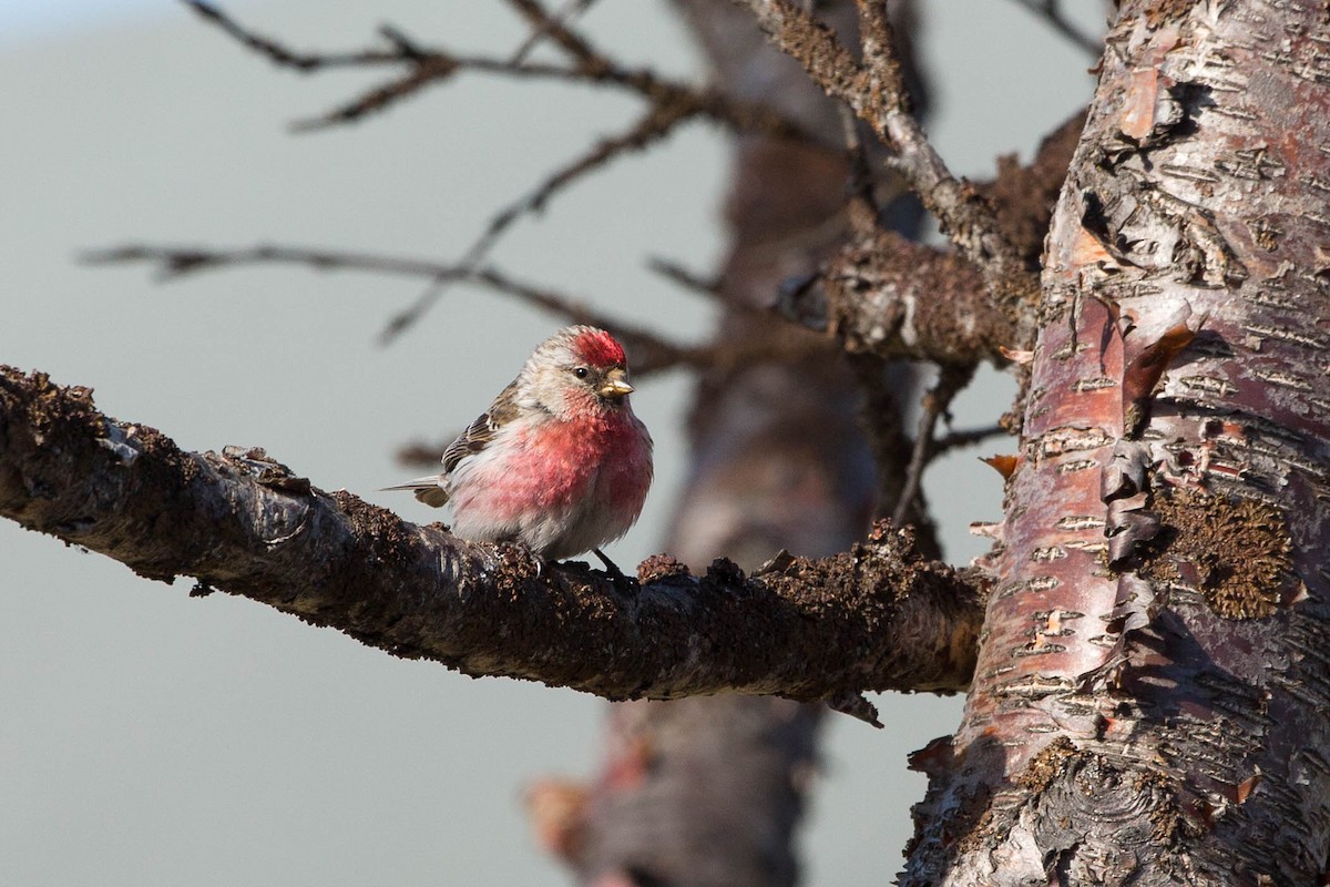 Redpoll - ML636721849