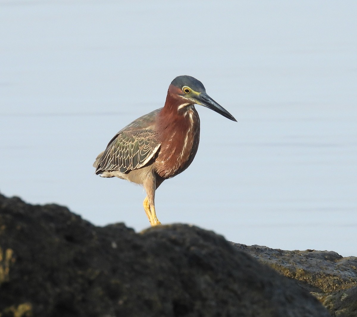 Green Heron - ML636721861