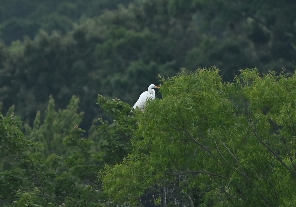 Great Egret - ML636721947