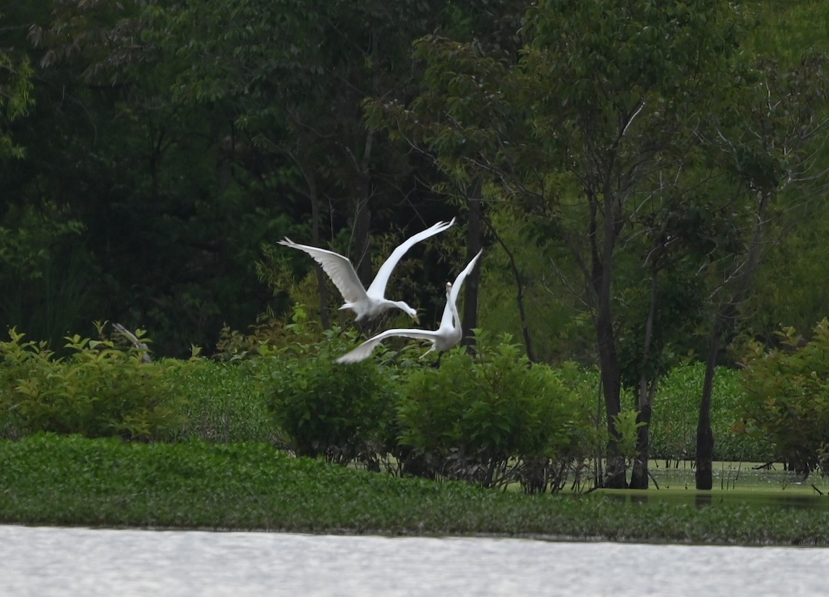 Great Egret - ML636721975
