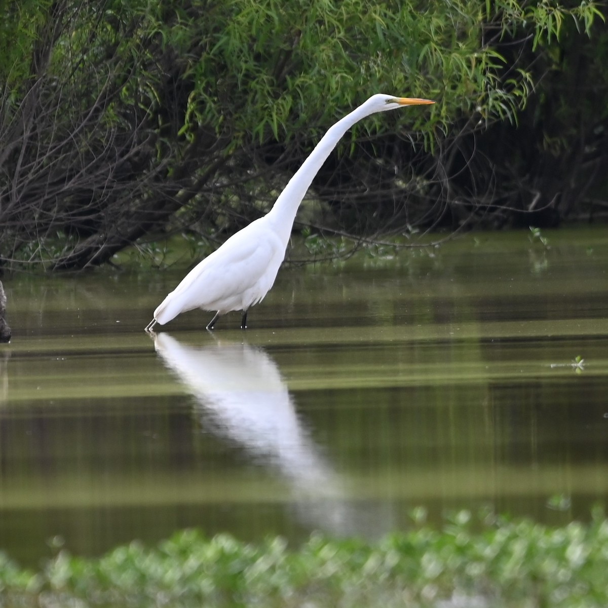 Great Egret - ML636721987