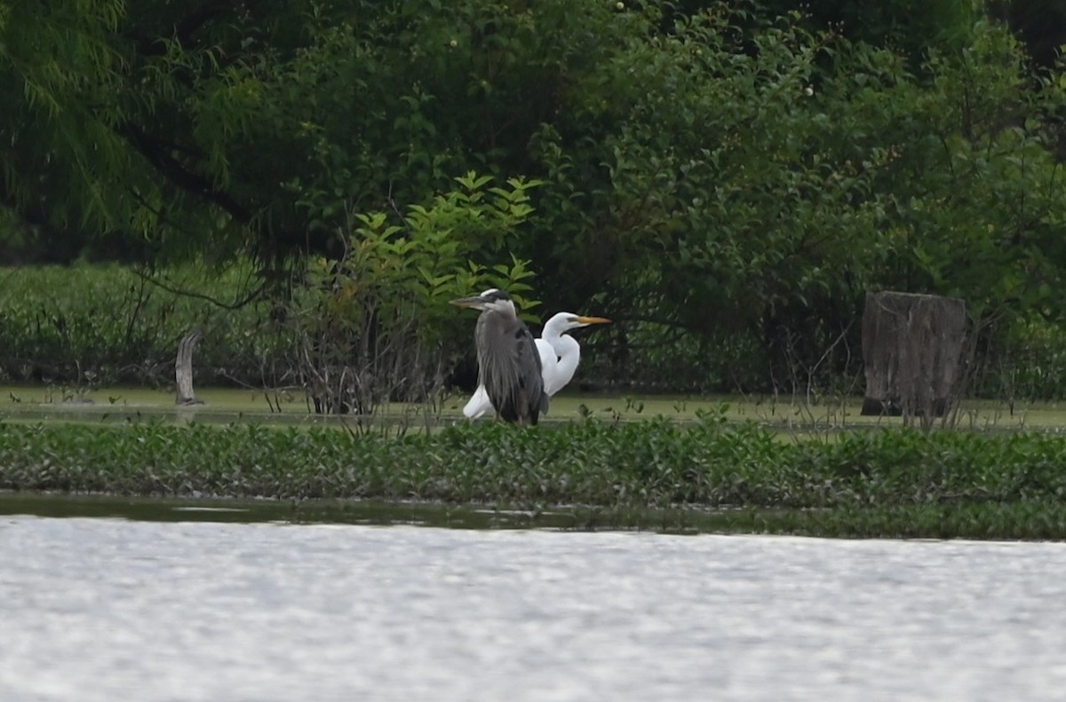 Great Blue Heron - ML636722002