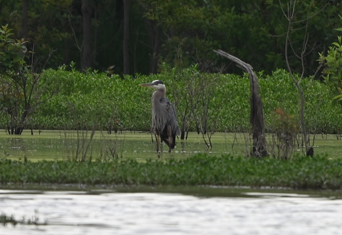 Great Blue Heron - ML636722009