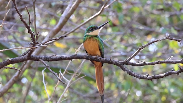 Rufous-tailed Jacamar - ML636722014