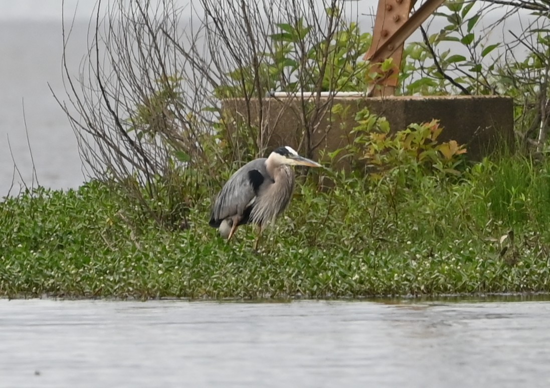 Great Blue Heron - ML636722016