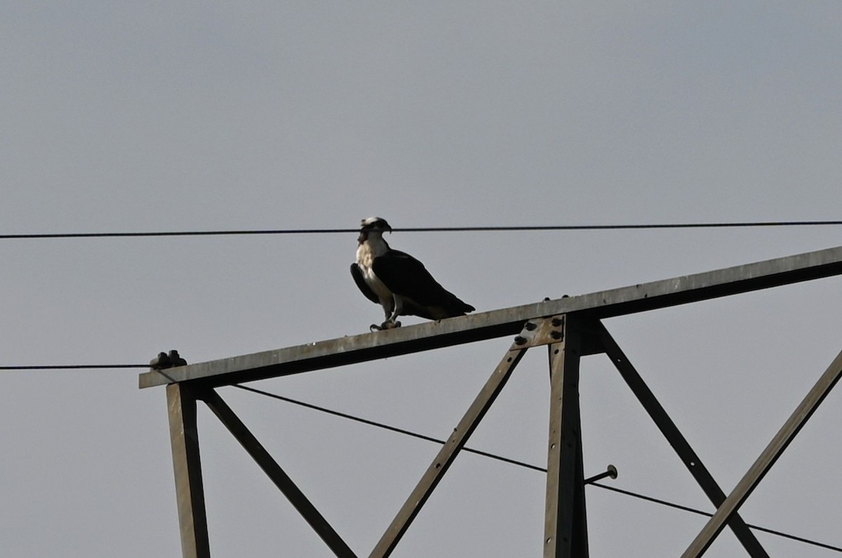 Osprey - ML636722040