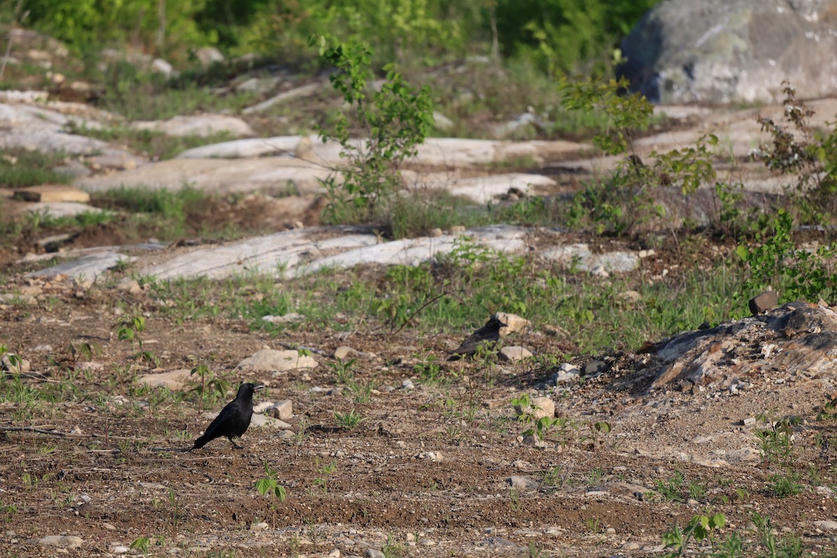 American Crow - ML636722043