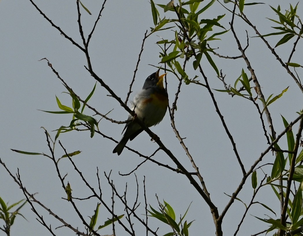 Northern Parula - ML636722050