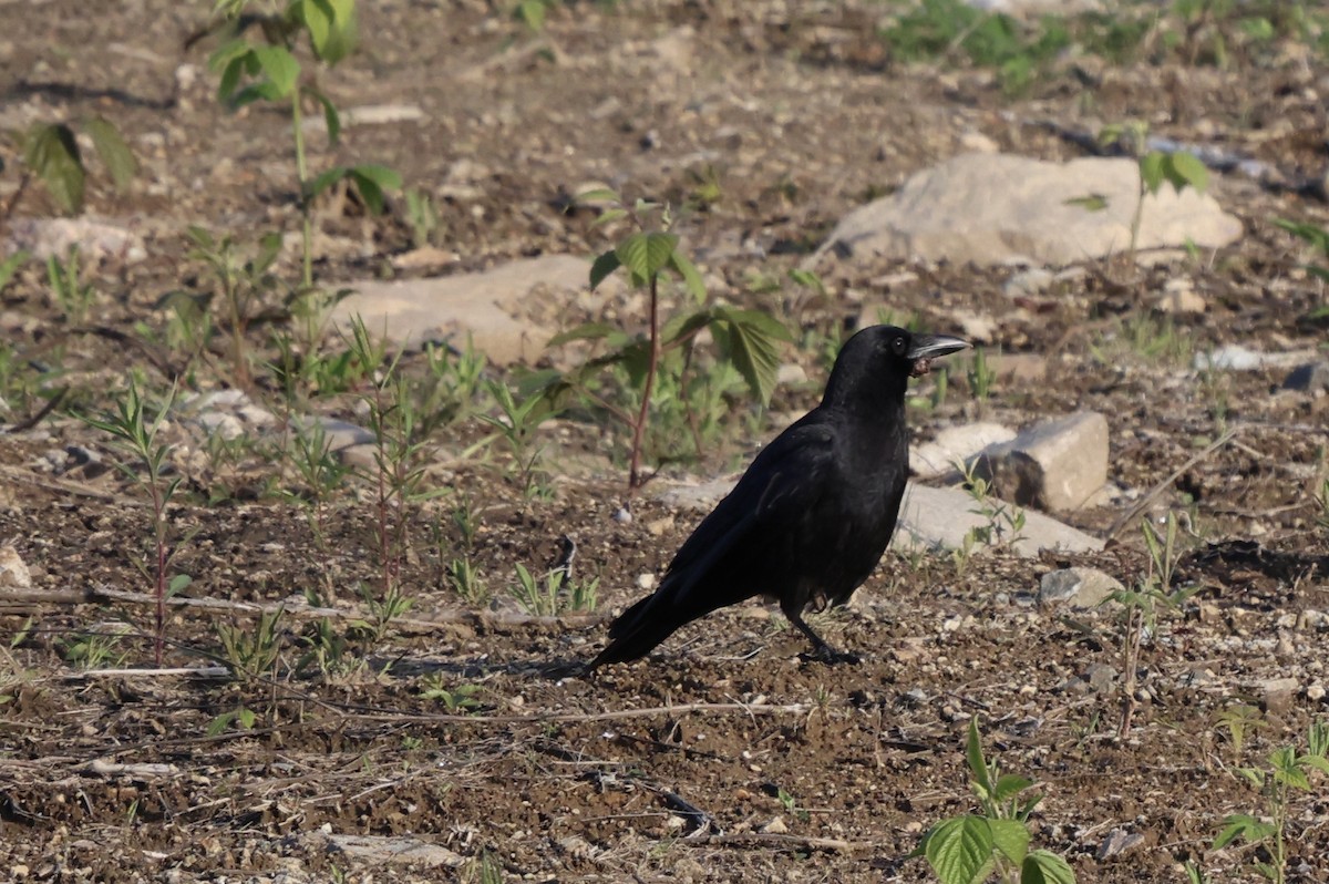 American Crow - ML636722052