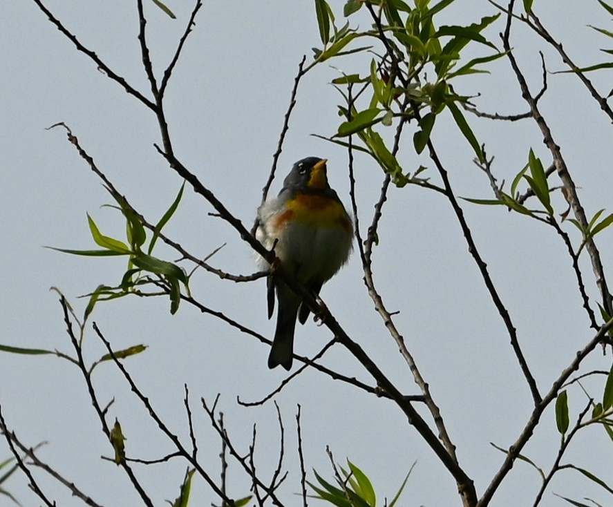 Northern Parula - ML636722069