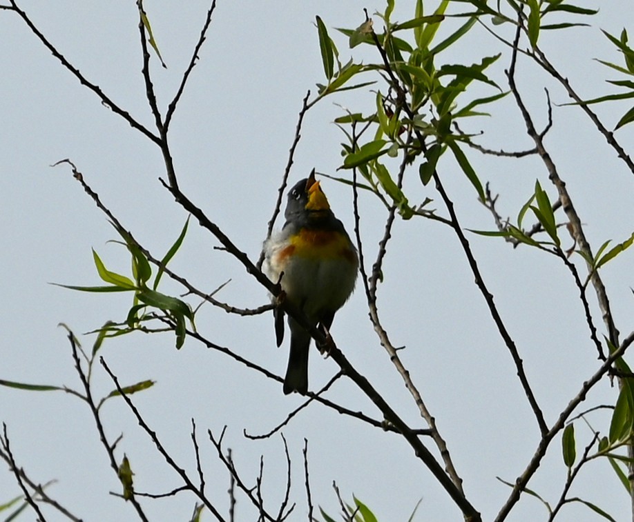 Northern Parula - ML636722079