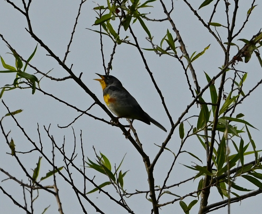 Northern Parula - ML636722109