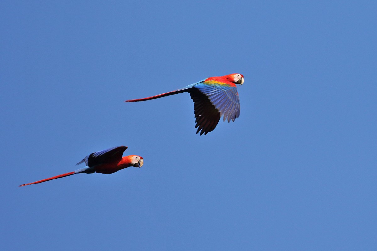 Scarlet Macaw - Charley Hesse TROPICAL BIRDING
