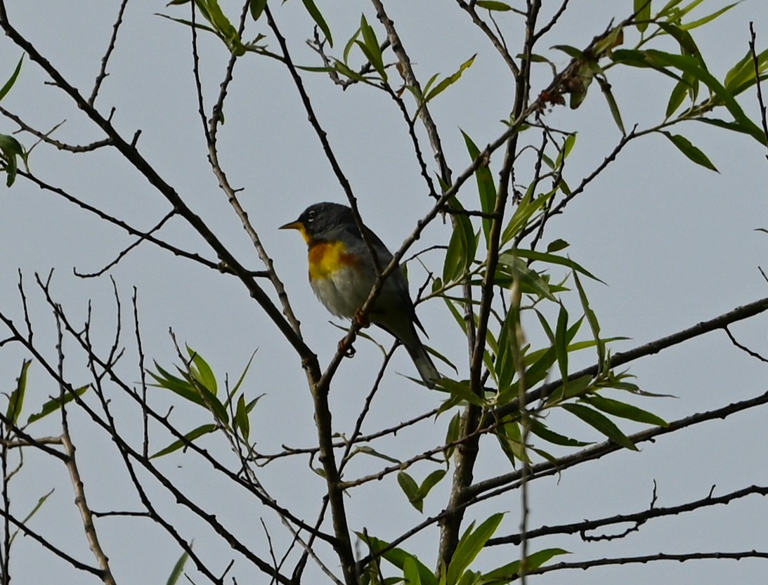 Northern Parula - ML636722120