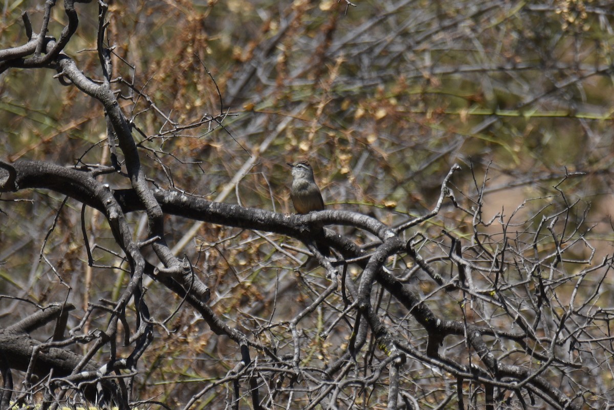 Dusky-tailed Canastero - ML636722128