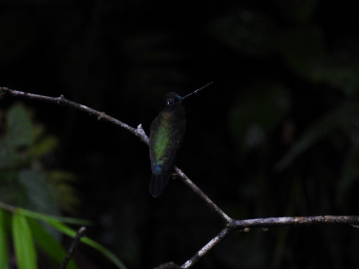 Green-fronted Lancebill - ML636722192