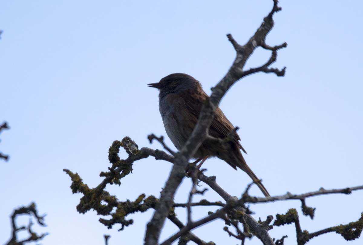 Dunnock - ML636722210