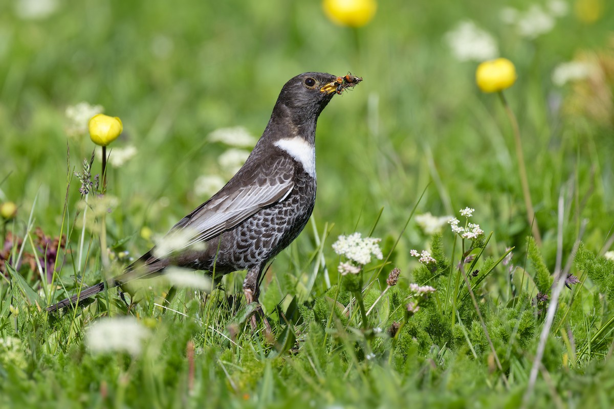 クビワツグミ（alpestris） - ML636722227