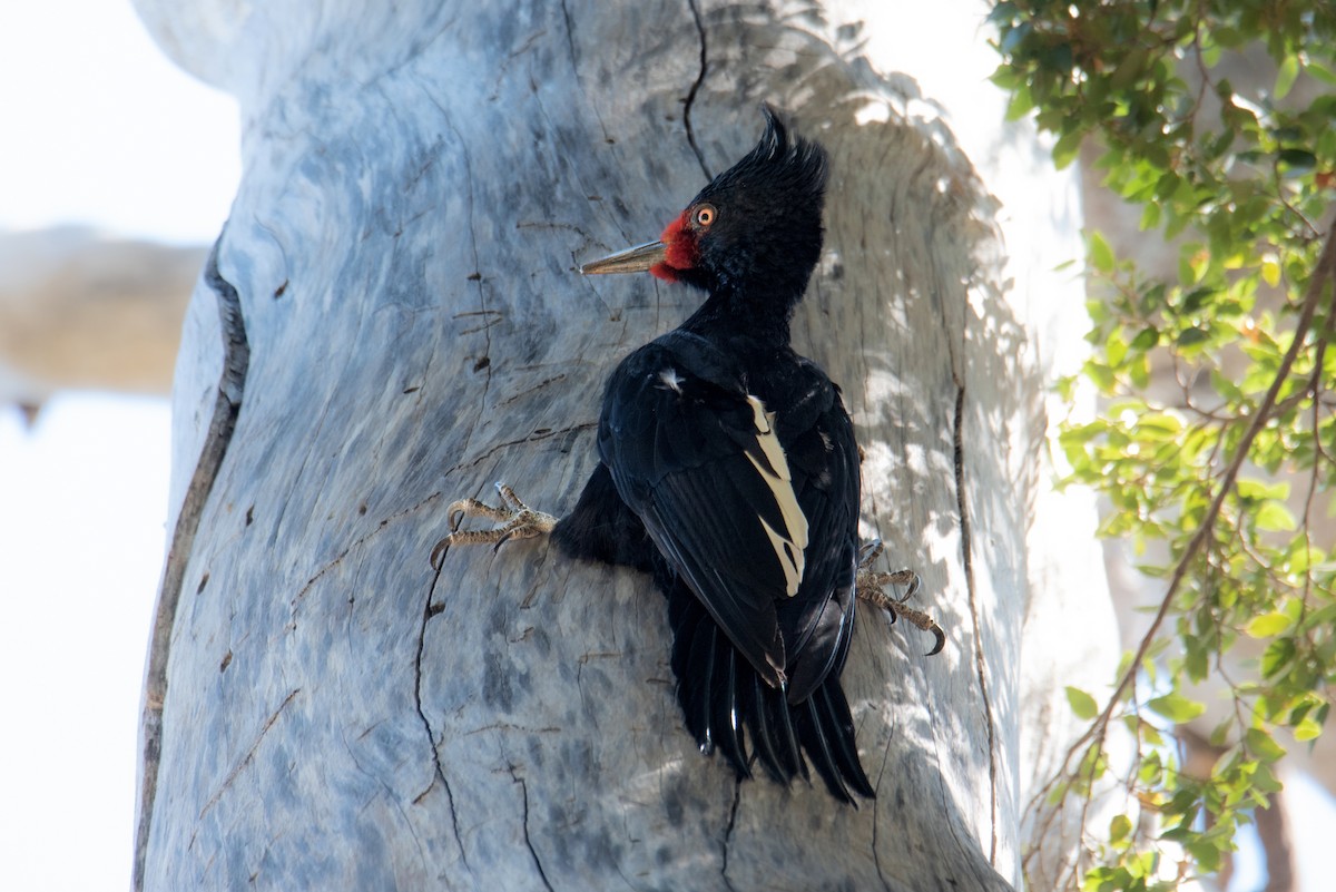 Magellanic Woodpecker - ML636722266