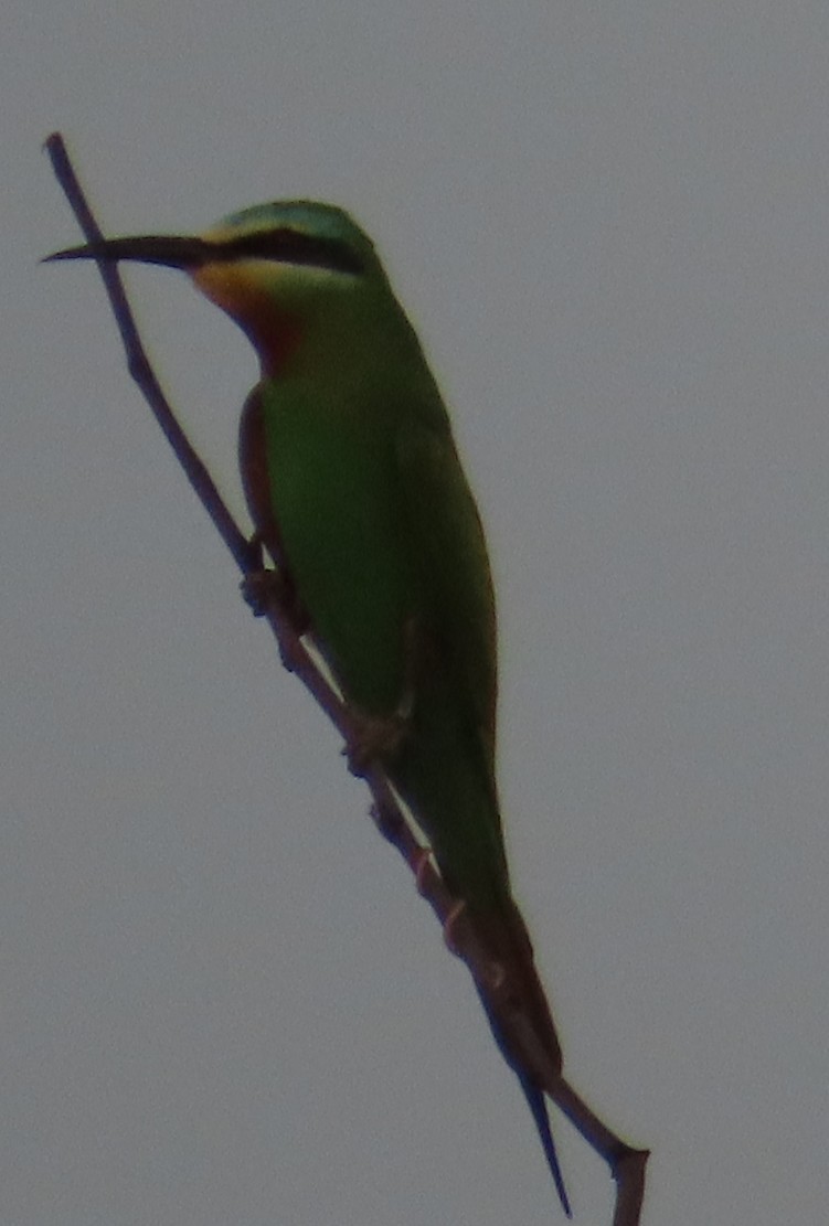 Blue-cheeked Bee-eater - ML636722267
