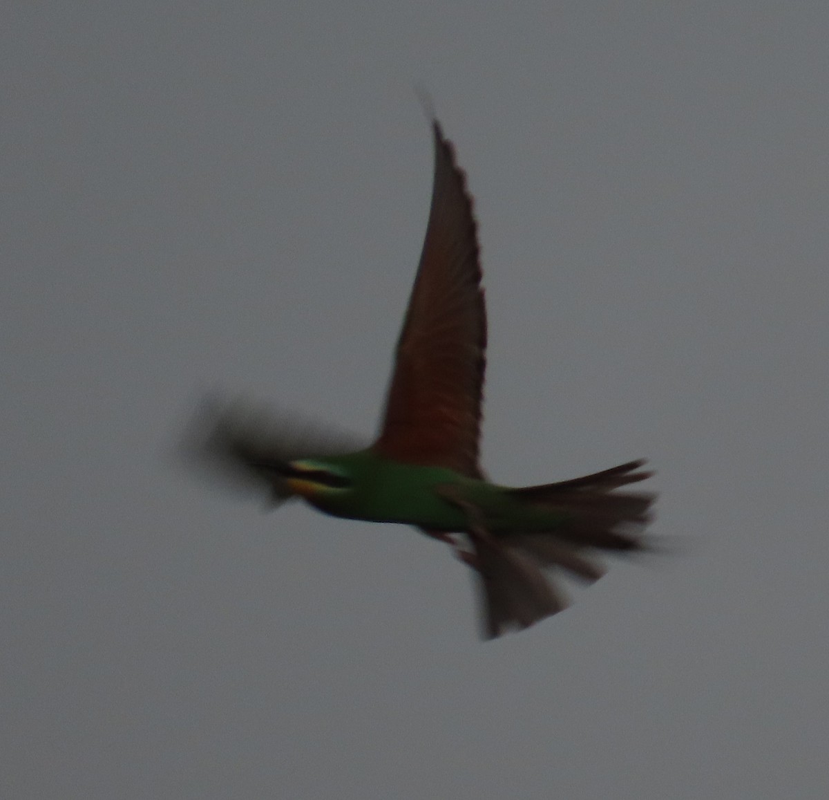 Blue-cheeked Bee-eater - ML636722268