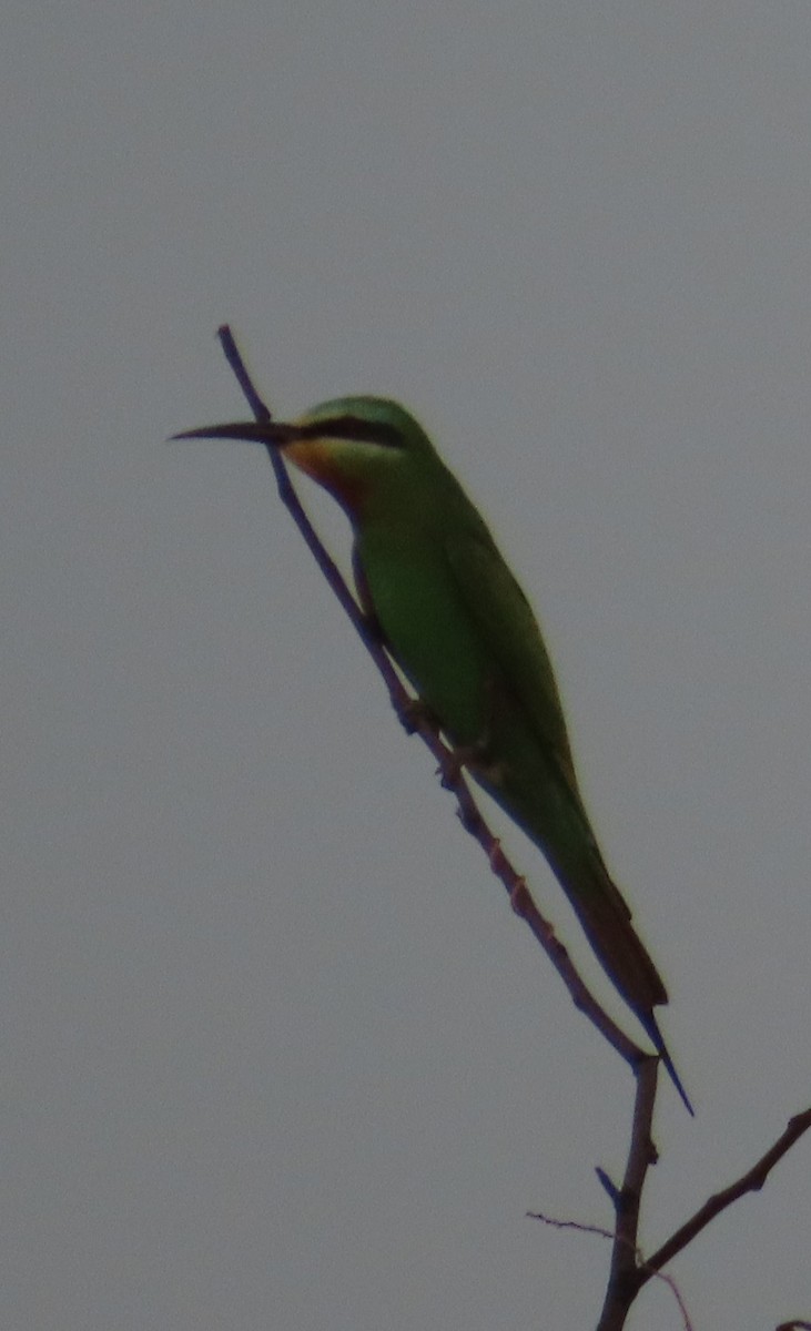 Blue-cheeked Bee-eater - ML636722269