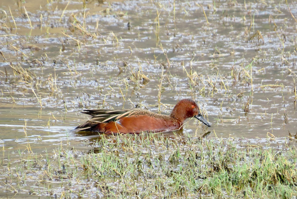 Cinnamon Teal - ML636722276