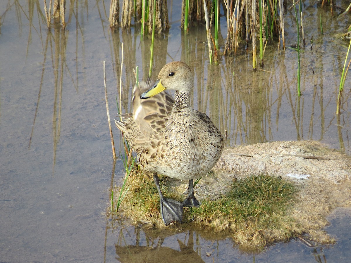 Yellow-billed Pintail - ML636722308