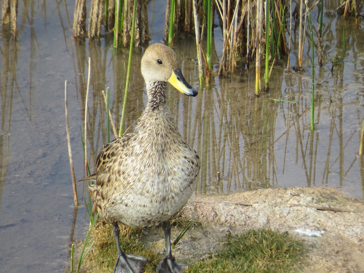 Yellow-billed Pintail - ML636722329