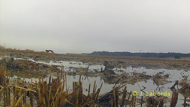 Шөвгөн хараалж - ML636722330