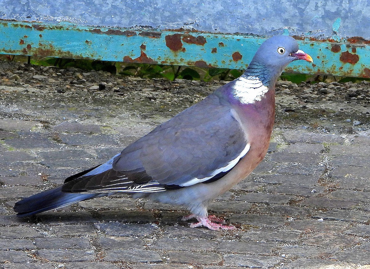 Tahtalı - ML636722336