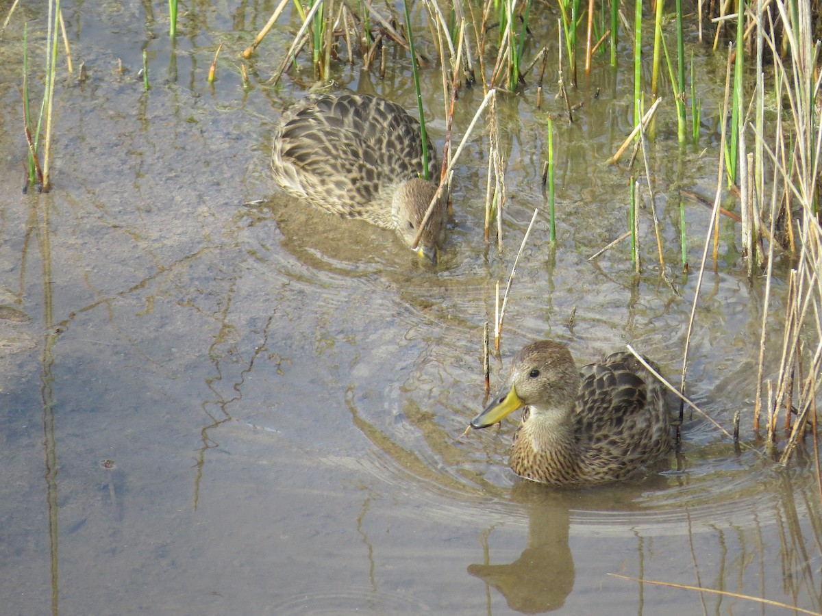 Yellow-billed Pintail - ML636722353