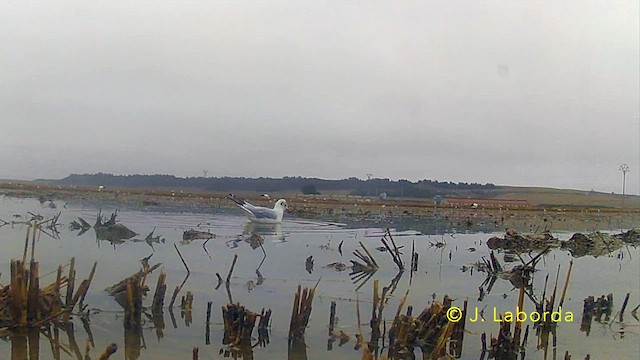 Black-headed Gull - ML636722356