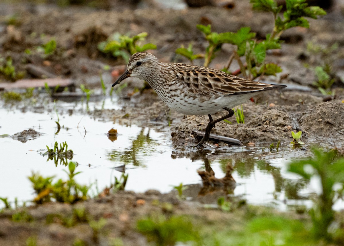 eBird Checklist - 29 May 2025 - Chatfield SP--Plum Creek Delta - 7 species
