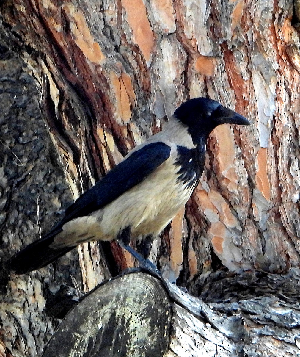 Leş Kargası - ML636722392