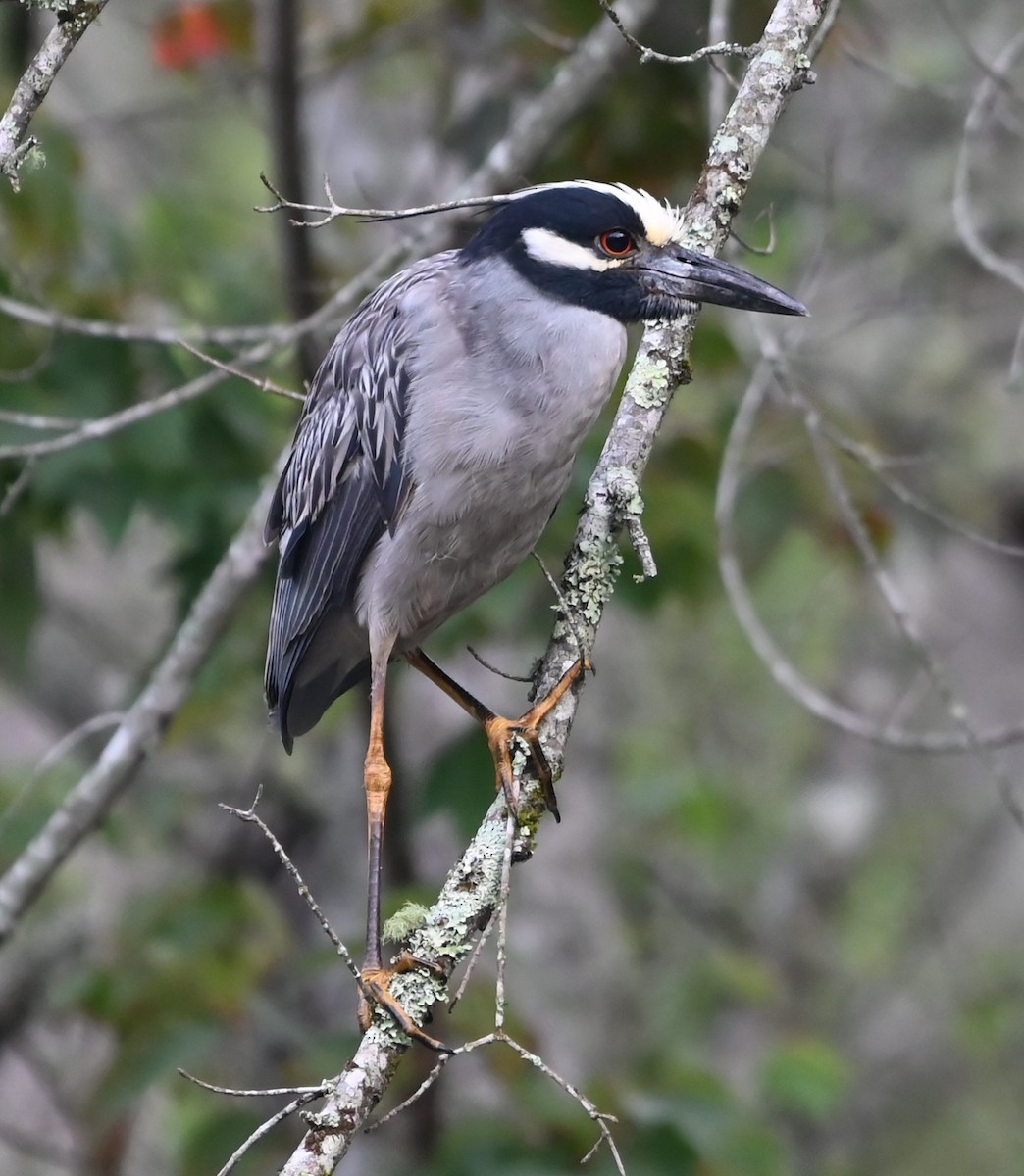 Yellow-crowned Night Heron - ML636722398