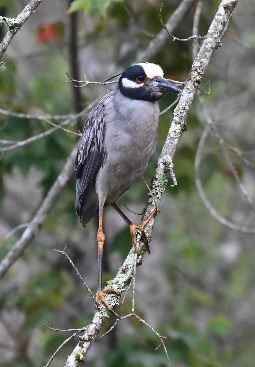 Yellow-crowned Night Heron - ML636722410