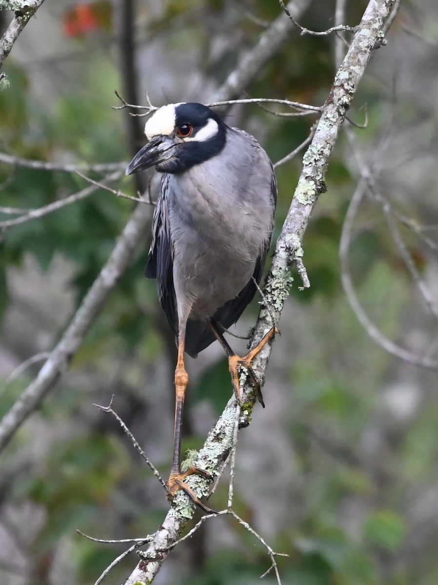 Yellow-crowned Night Heron - ML636722418