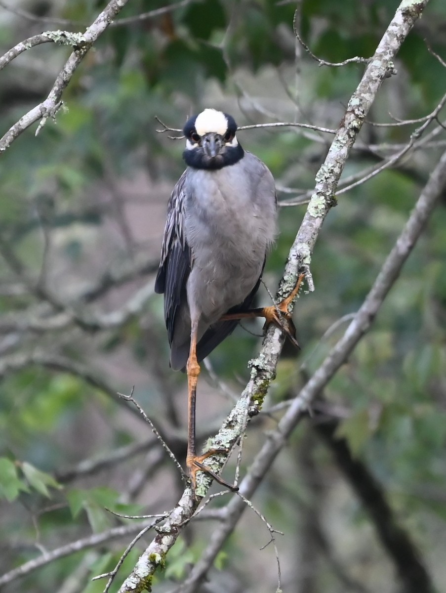 Yellow-crowned Night Heron - ML636722426