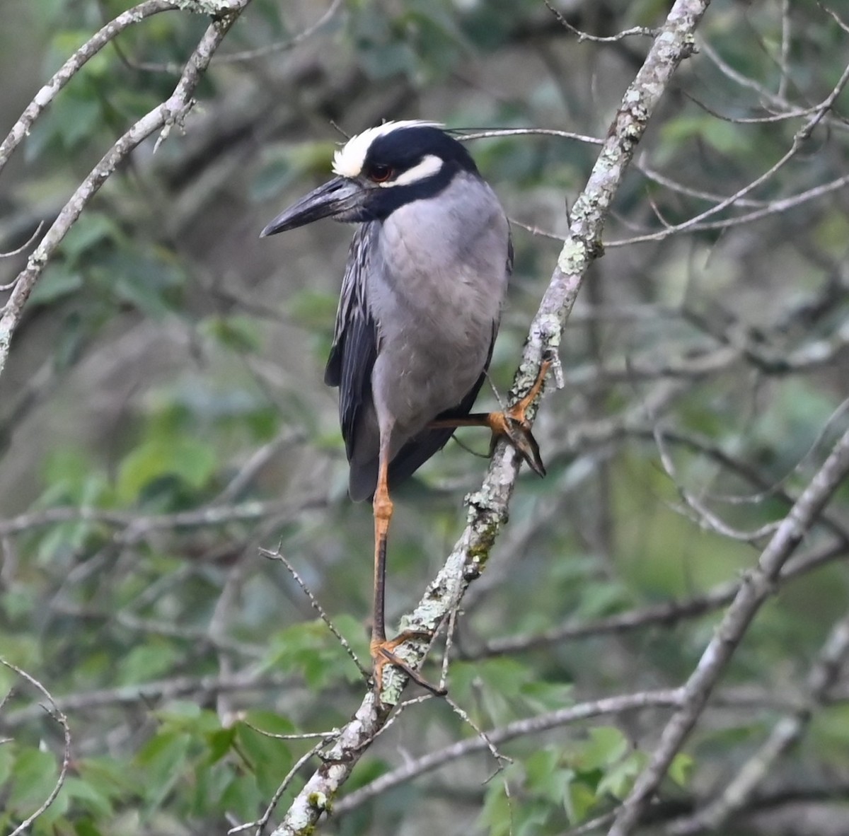 Yellow-crowned Night Heron - ML636722458