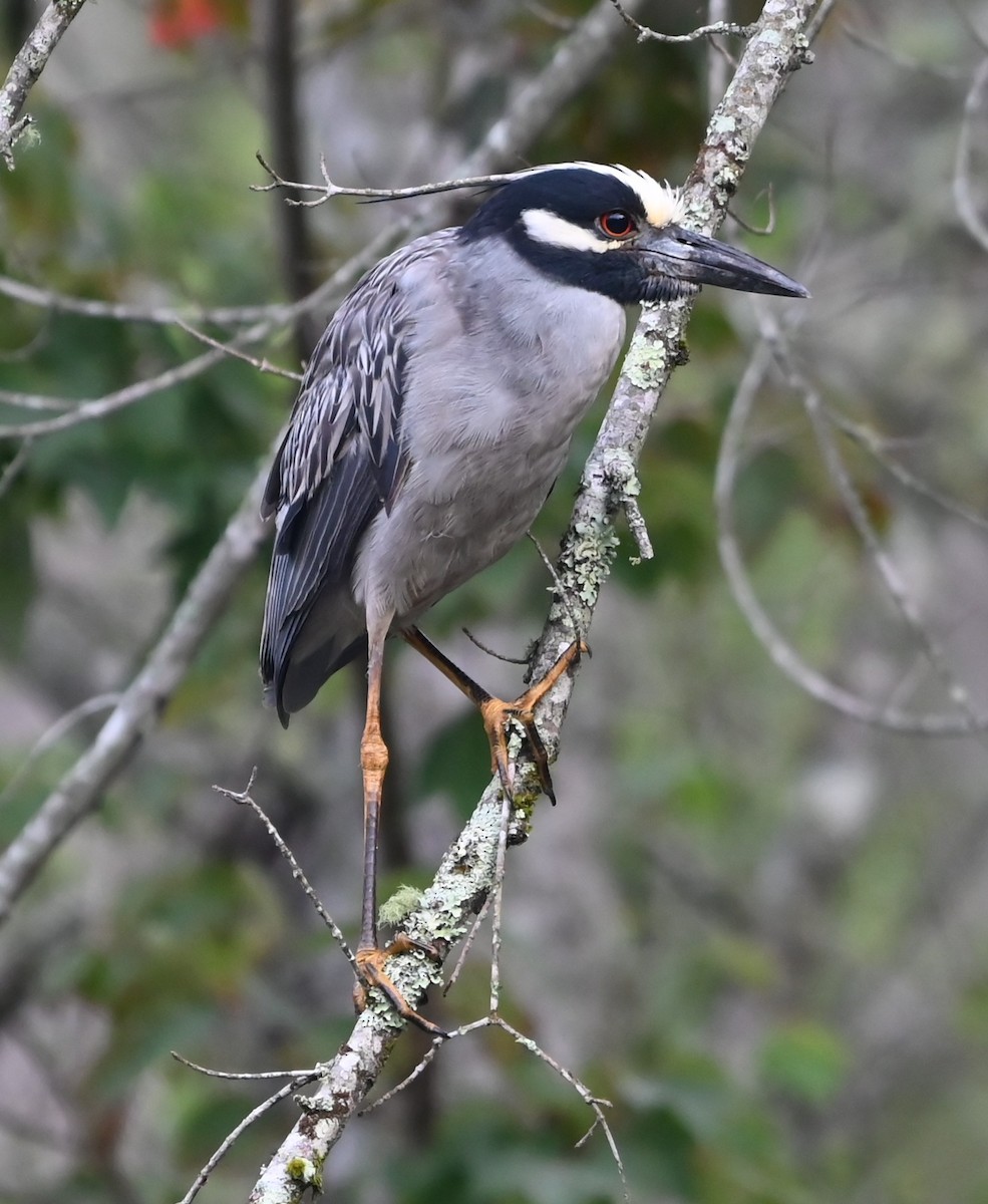 Yellow-crowned Night Heron - ML636722466