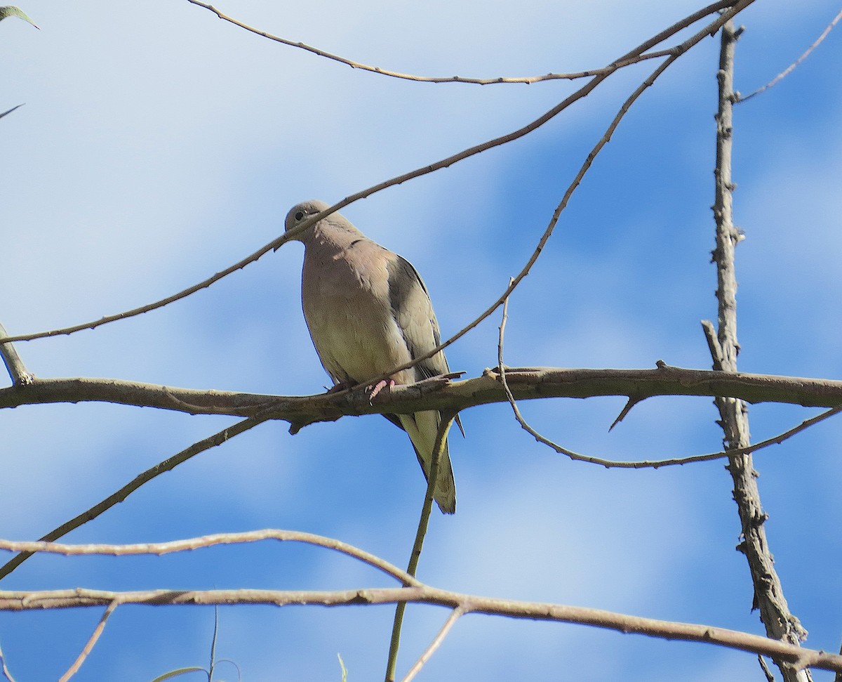 Eared Dove - ML636722487