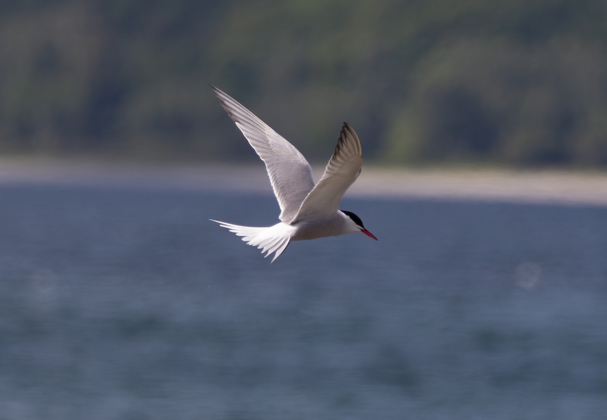 Common Tern - ML636722517